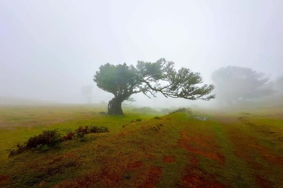 Fanal / Assobiadores - Levada Walk - What the eight-hour day feels like on foot