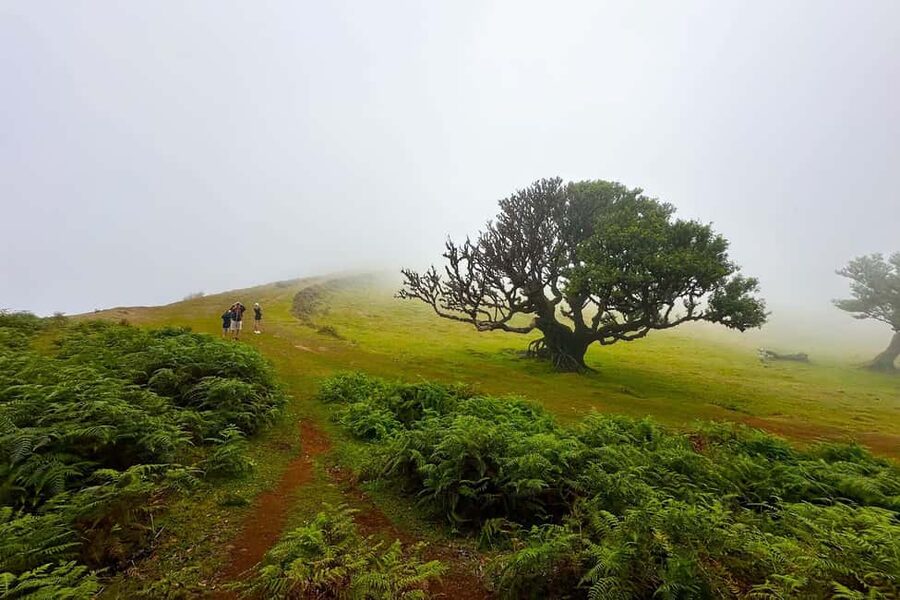 Fanal / Assobiadores - Levada Walk - Entering Madeira’s Laurissilva forest