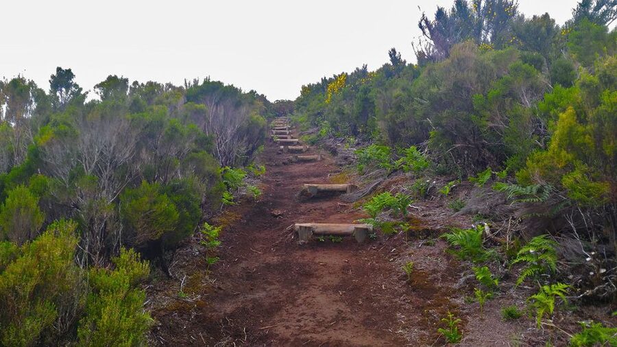 Fanal / Assobiadores - Levada Walk - Guides, languages, and the value of a group walk