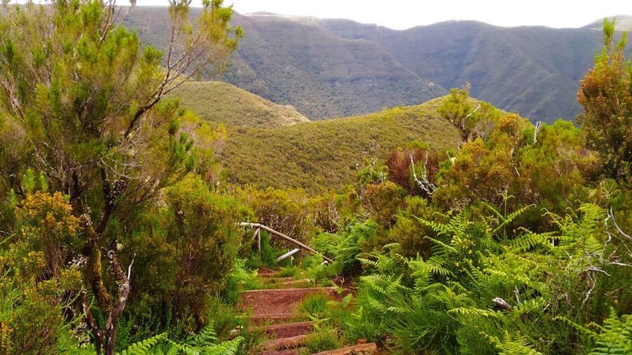 Fanal / Assobiadores - Levada Walk - Is $50 a fair price?