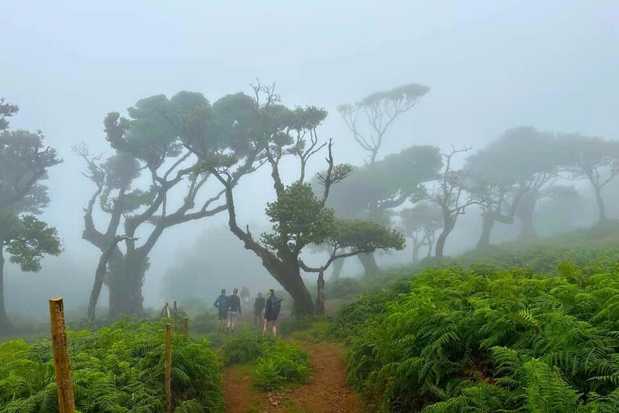 Fanal / Assobiadores - Levada Walk - What to bring for Paul da Serra and Fanal