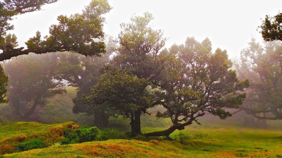 Fanal / Assobiadores - Levada Walk - Who will enjoy this walk most?