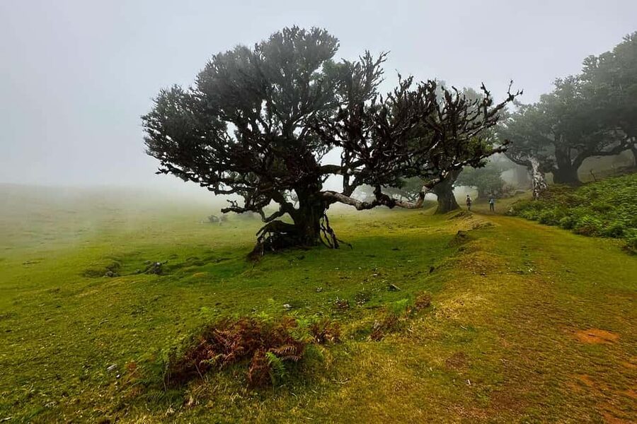 Fanal / Assobiadores - Levada Walk - The open views near Ribeira da Janela