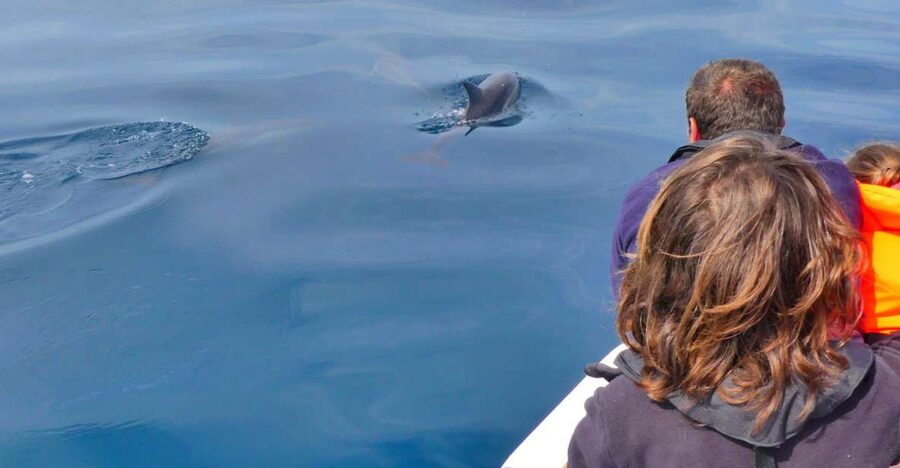 Faro: Dolphin and Wildlife Watching in the Atlantic Ocean - Key points to know before booking