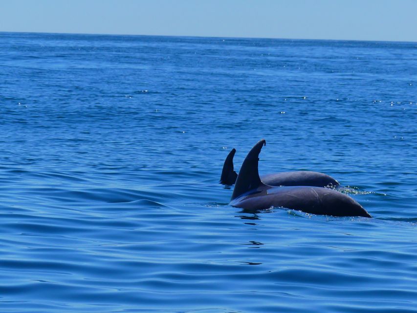 Faro: Dolphin and Wildlife Watching in the Atlantic Ocean - Leaving Faro through Ria Formosa