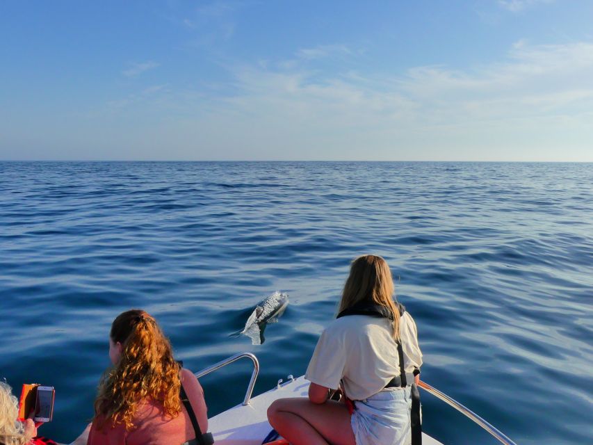 Faro: Dolphin and Wildlife Watching in the Atlantic Ocean - The 30-minute dolphin observation period