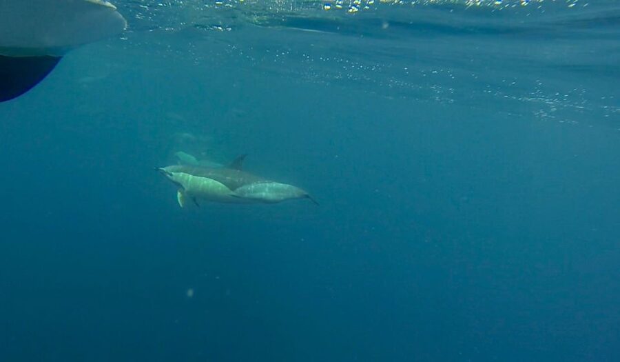 Faro: Dolphin and Wildlife Watching in the Atlantic Ocean - What the guides add to the trip