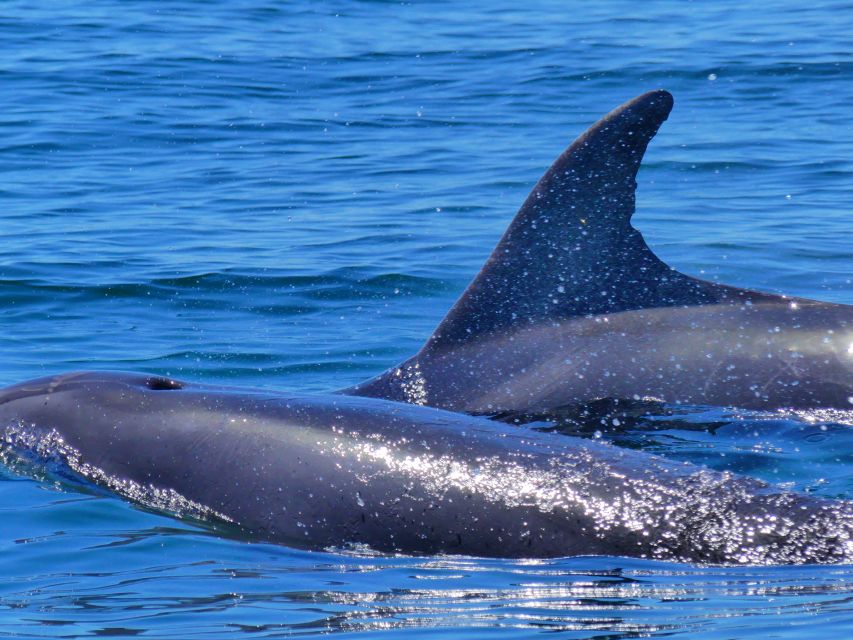 Faro: Dolphin and Wildlife Watching in the Atlantic Ocean - Comfort, weather, and the fast boat