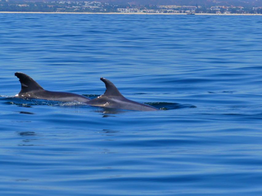 Faro: Dolphin and Wildlife Watching in the Atlantic Ocean - The best time to go