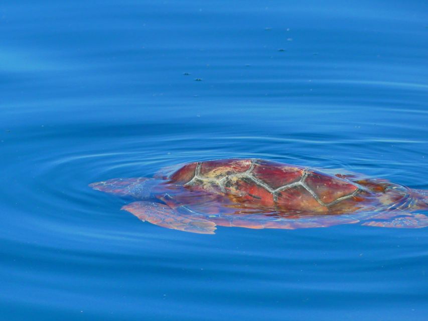 Faro: Dolphin and Wildlife Watching in the Atlantic Ocean - Who will enjoy this Faro excursion?