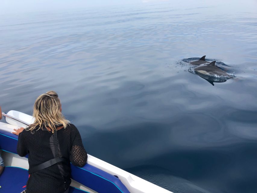 Faro: Dolphin and Wildlife Watching in the Atlantic Ocean - Searching the Atlantic for fins and blows