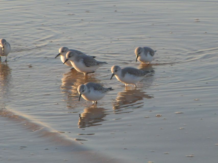 Faro: Eco-Friendly Ria Formosa Bird Watching in Solar Boat - Who will enjoy this boat trip most?