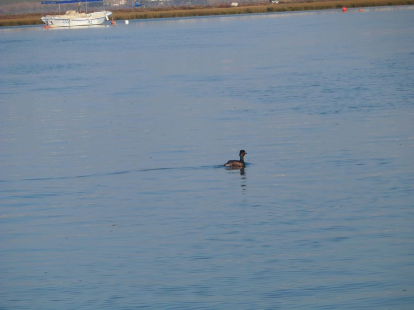 Faro: Eco-Friendly Ria Formosa Bird Watching in Solar Boat - Why the solar boat changes the bird-watching experience