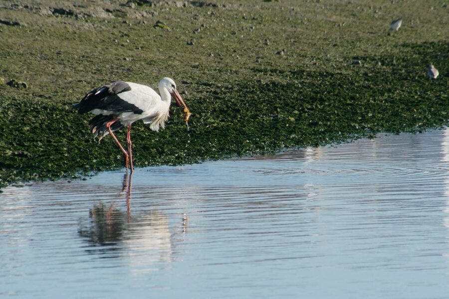 Faro: Eco-Friendly Ria Formosa Bird Watching in Solar Boat - Entering the Ria Formosa channels