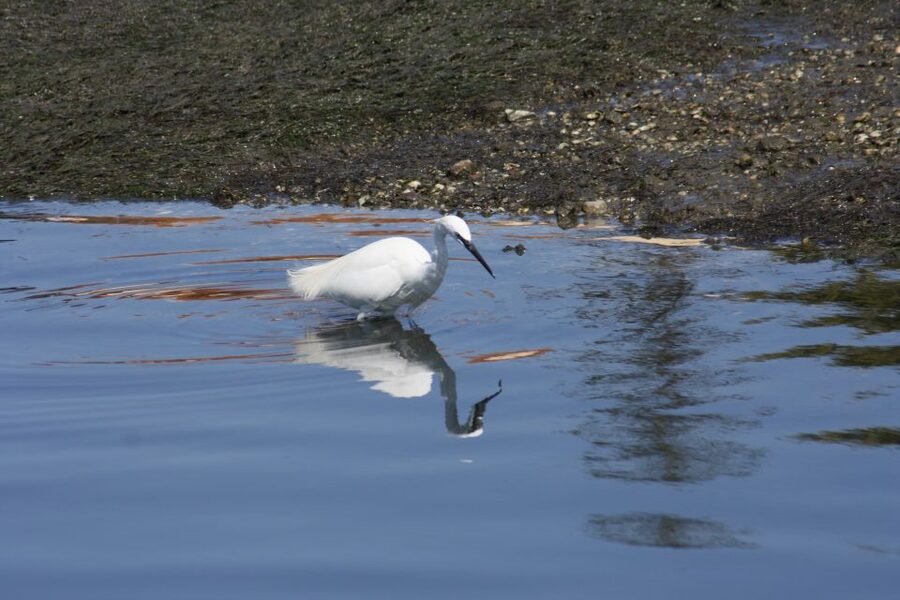 Faro: Eco-Friendly Ria Formosa Bird Watching in Solar Boat - Finding ospreys, flamingos, and shorebirds