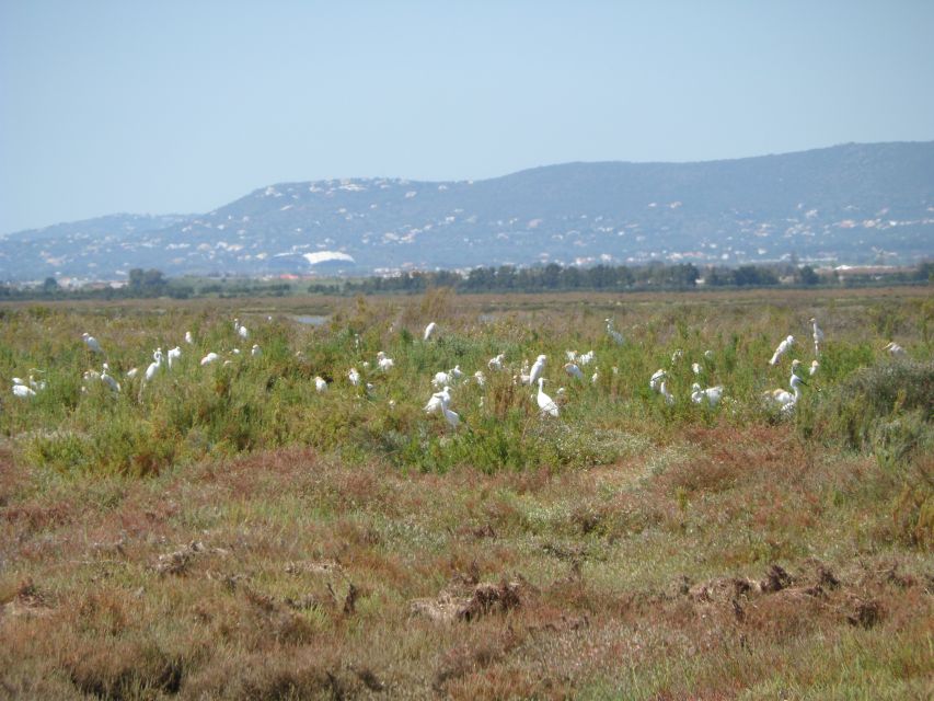 Faro: Eco-Friendly Ria Formosa Bird Watching in Solar Boat - Guides who make the quiet stretches worthwhile