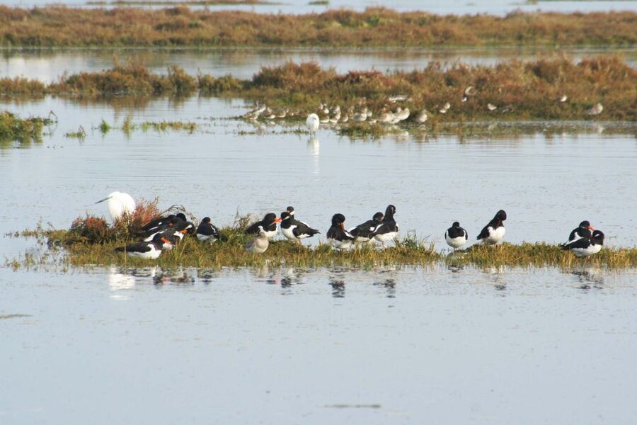 Faro: Eco-Friendly Ria Formosa Bird Watching in Solar Boat - Is $47 a fair price?