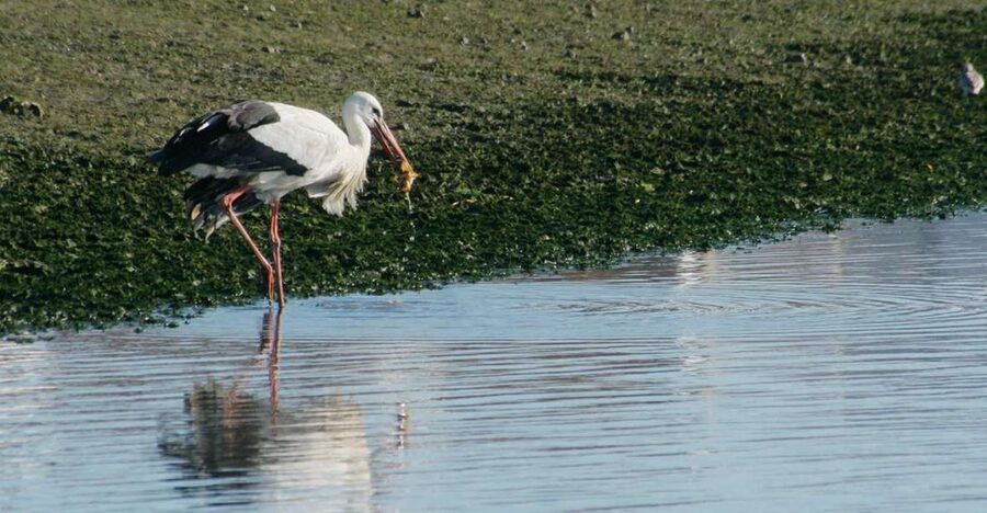 Faro: Eco-Friendly Ria Formosa Bird Watching in Solar Boat - Starting at Rua da Porta Nova in Faro