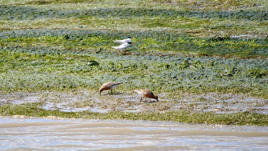Faro: Ria Formosa Boat Tour by Eco-Friendly Solar Boat - Who Should Book This Experience?