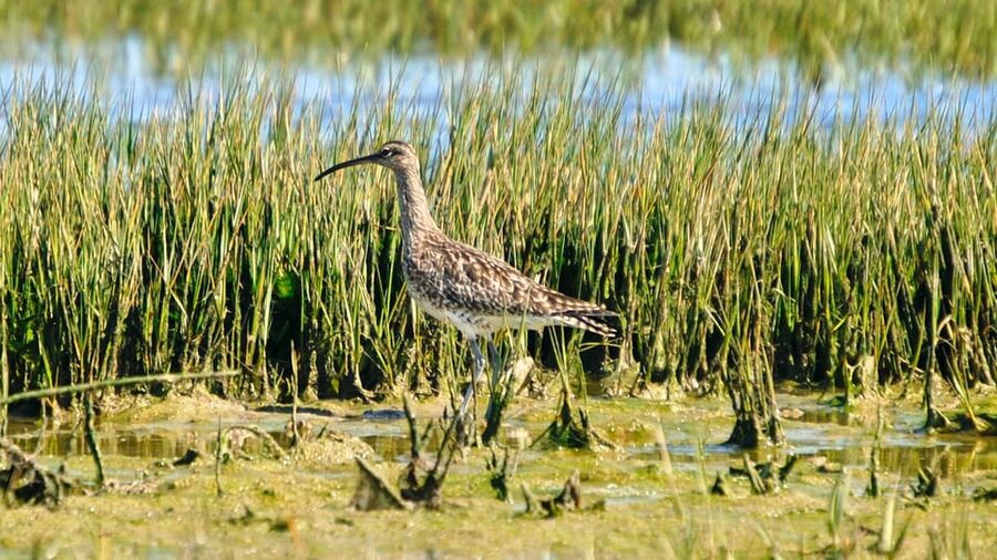 Faro: Ria Formosa Eco Birdwatching Boat Tour - Who should book this Faro boat tour?