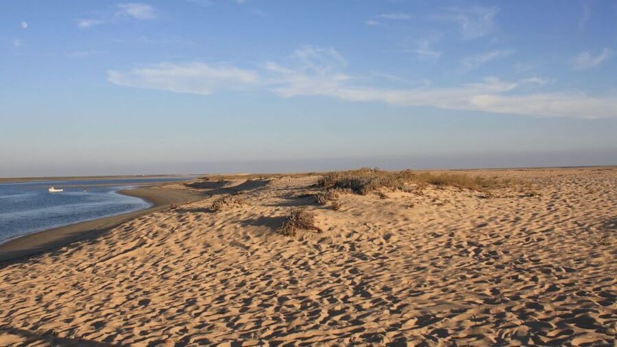 Faro: Ria Formosa Eco Birdwatching Boat Tour - Why the Ria Formosa is worth your time