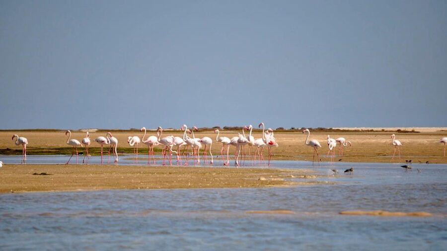 Faro: Ria Formosa Eco Birdwatching Boat Tour - Two hours among channels, birds, and tidal water