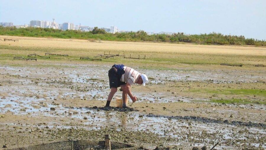 Faro: Ria Formosa Eco Birdwatching Boat Tour - What you might see in the lagoon