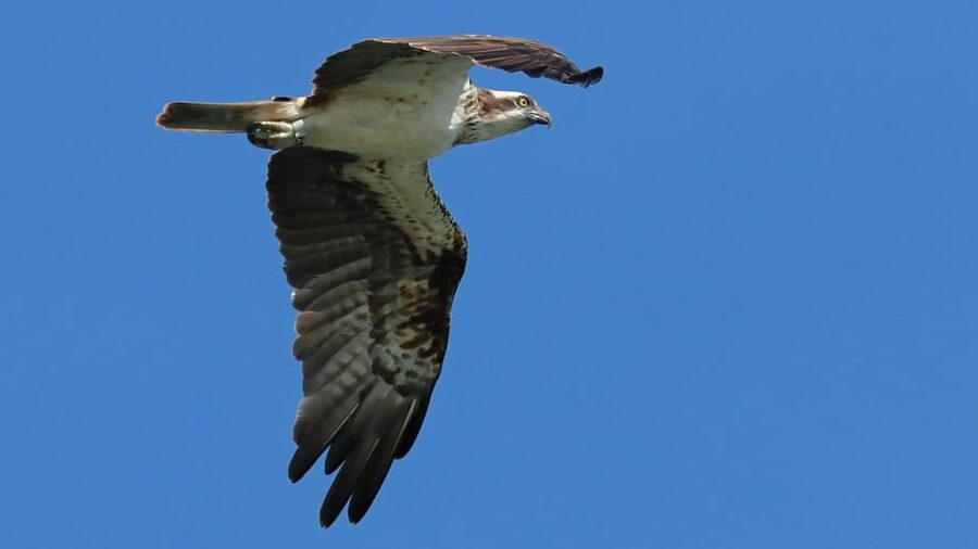 Faro: Ria Formosa Eco Birdwatching Boat Tour - April and May bring a different kind of outing