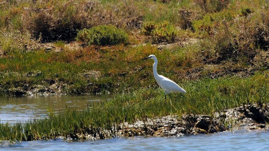 Faro: Ria Formosa Eco Birdwatching Boat Tour - The guides make the difference