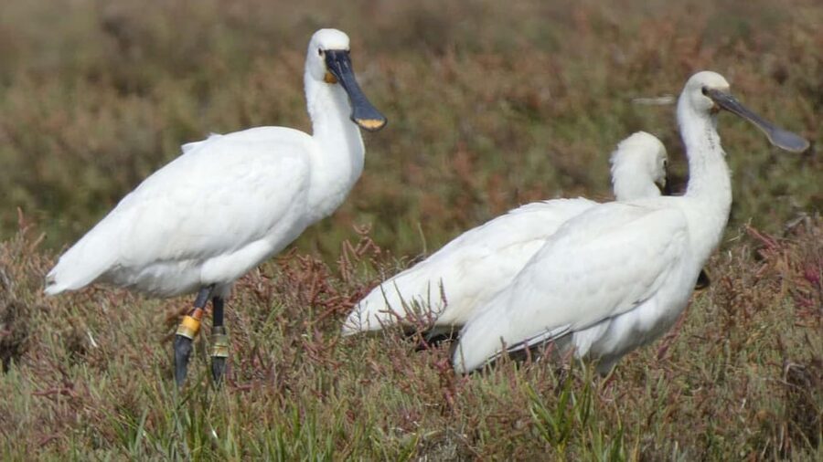 Faro: Ria Formosa Eco Birdwatching Boat Tour - The weather and comfort question