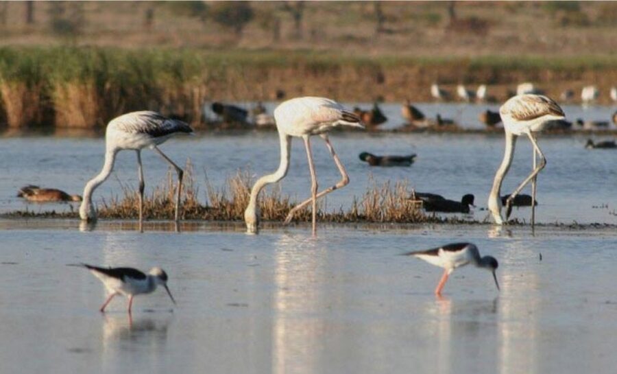 Faro: Ria Formosa Guided Sunset Tour by Catamaran - Key points at a glance