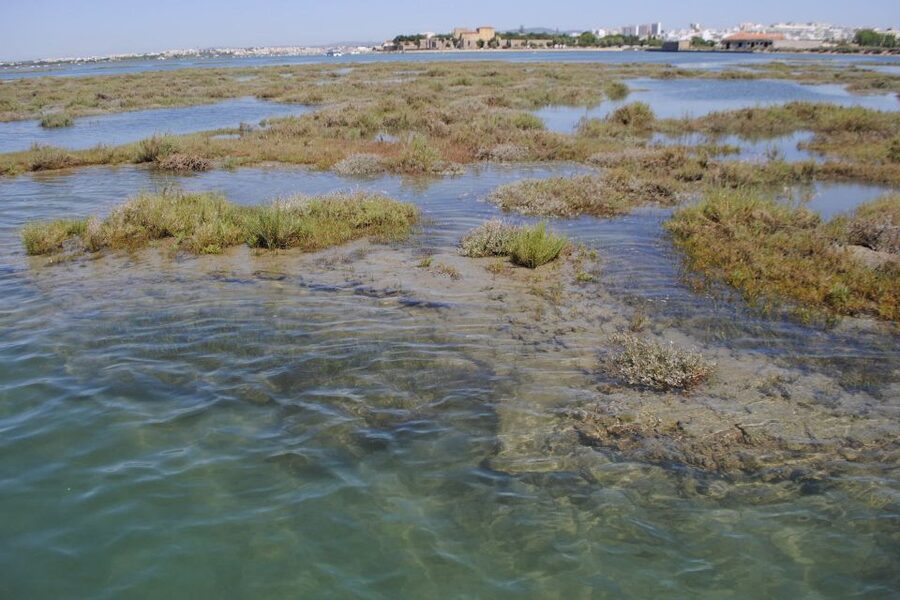 Faro: Ria Formosa Lagoon Small Boat Tour with Local Guide - Who will enjoy this Faro boat trip most?