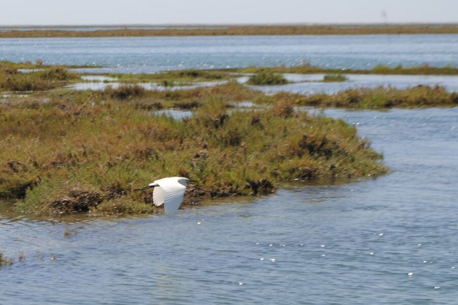 Faro: Ria Formosa Lagoon Small Boat Tour with Local Guide - Leaving the Faro marina on a comfortable pontoon