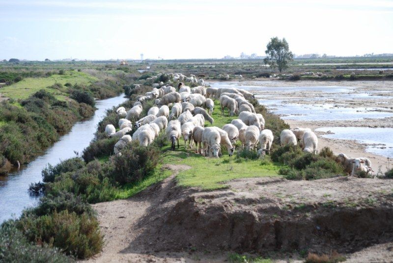 Faro: Ria Formosa Natural Park Segway Tour & Birdwatching - Why Ria Formosa works so well on a Segway