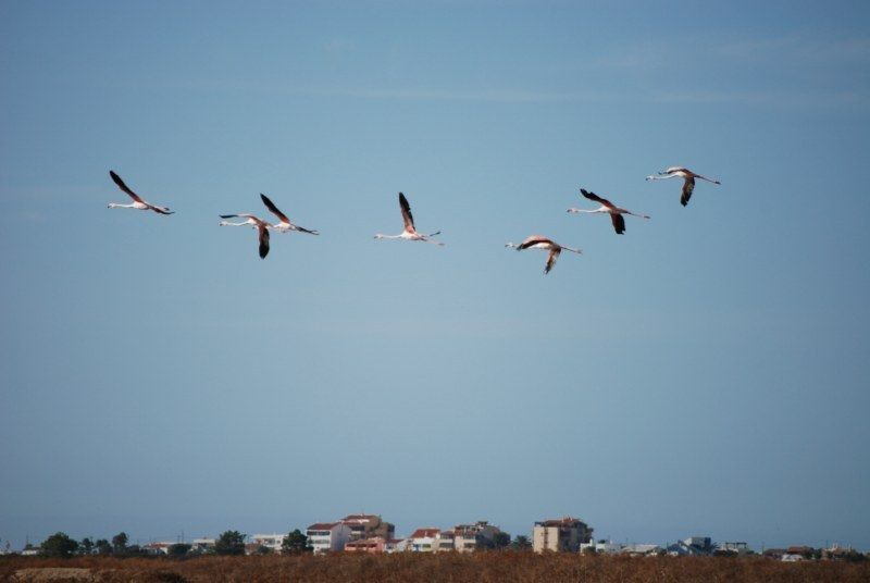 Faro: Ria Formosa Natural Park Segway Tour & Birdwatching - Riding toward Ludo and Faro Beach