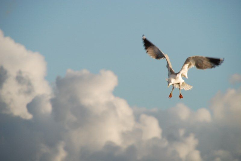 Faro: Ria Formosa Natural Park Segway Tour & Birdwatching - A route that includes more than wetlands