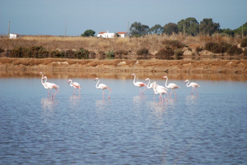 Faro: Ria Formosa Natural Park Segway Tour & Birdwatching - How difficult is the Segway riding?