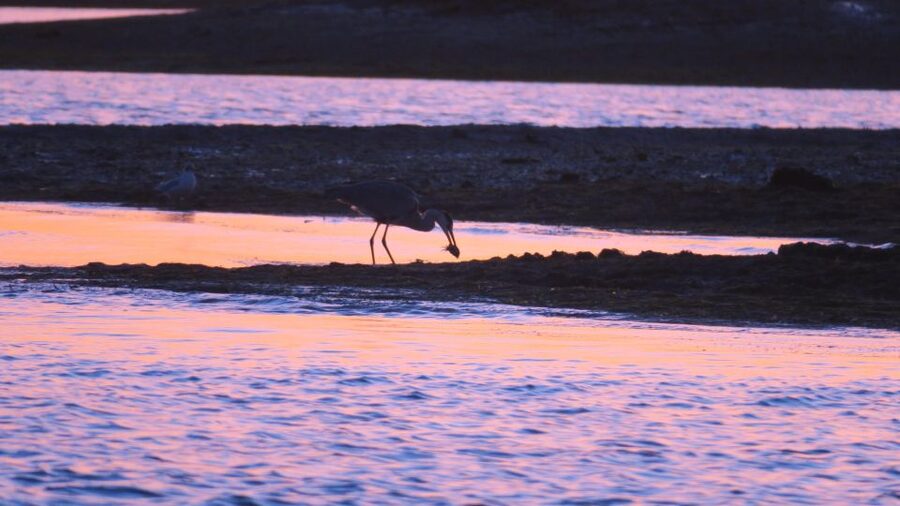 Faro: Ria Formosa Sunset Nature Boat Tour - Why sunset suits the Ria Formosa