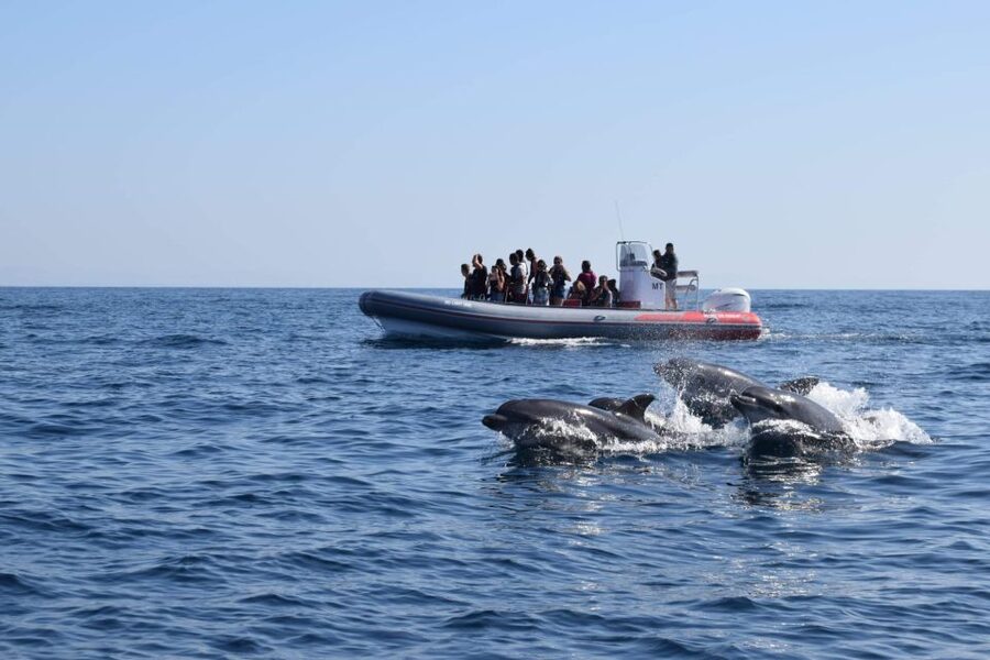 From Albufeira: Benagil Caves and Dolphins Guided Boat Tour - Key points to know