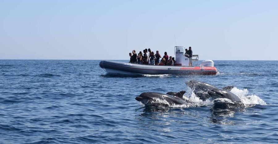 From Albufeira: Benagil Caves and Dolphins Guided Boat Tour - Why this Albufeira boat trip is worth considering