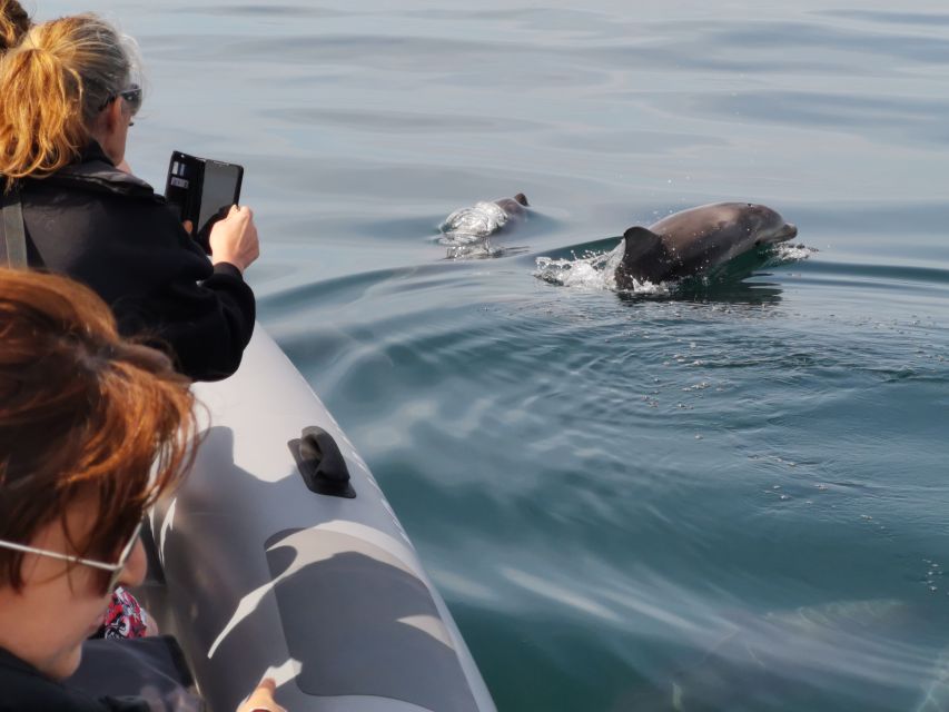 From Albufeira: Benagil Caves and Dolphins Guided Boat Tour - Searching for dolphins in open water