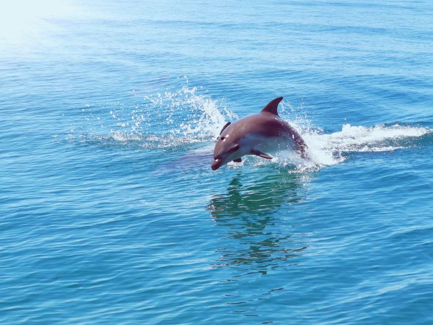 From Albufeira: Benagil Caves and Dolphins Guided Boat Tour - Comfort, safety, and who should skip it