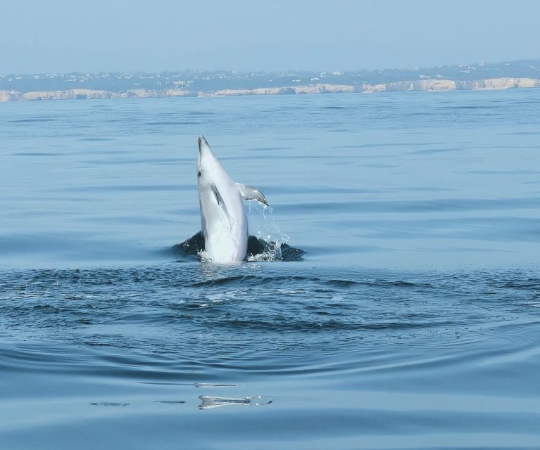 From Albufeira: Benagil Caves and Dolphins Guided Boat Tour - What the $35 price really covers