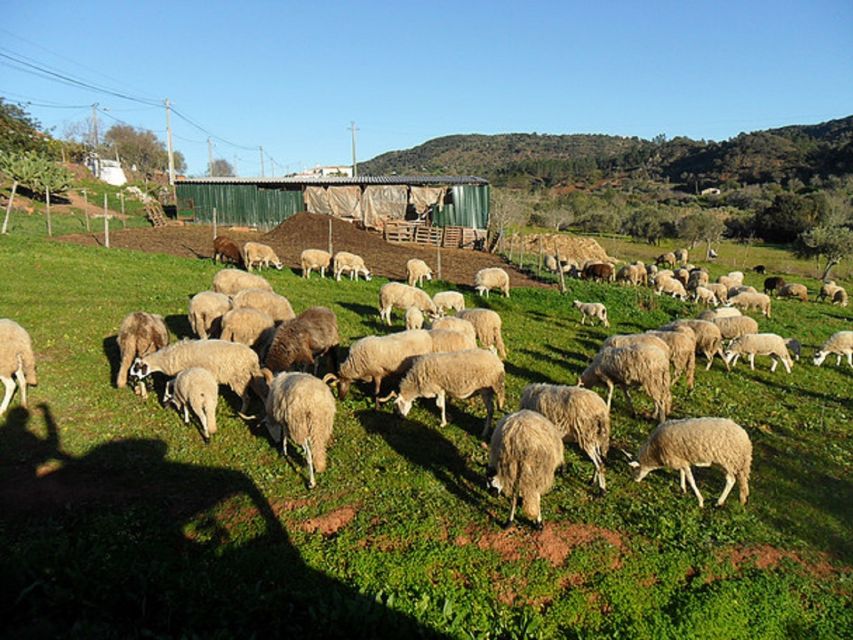 From Albufeira: Half-Day Algarve Jeep Safari - Practical advice before you go