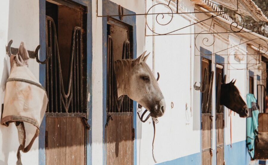 From Albufeira: Half-Day Hidden Gems & Horse Riding Tour - Why this Albufeira tour works so well