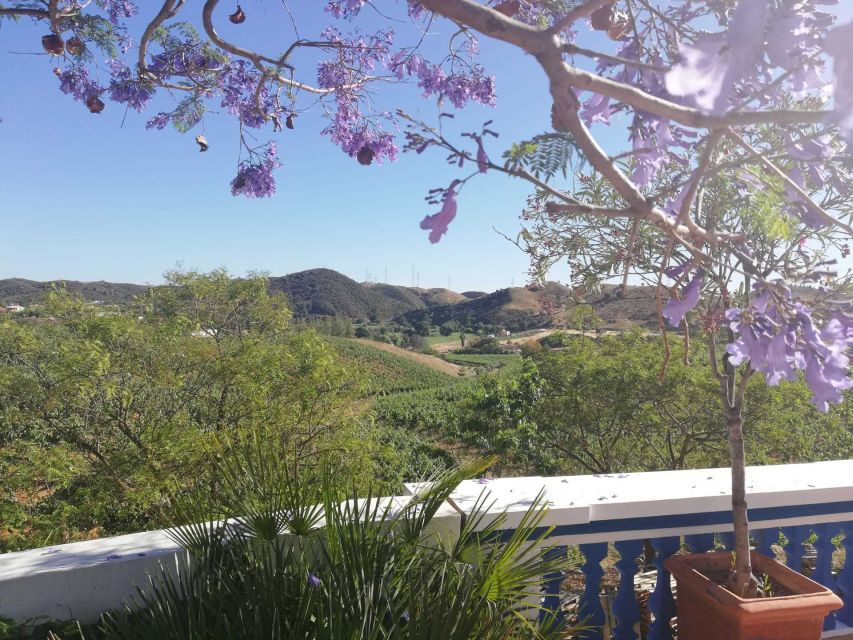 From Albufeira: Wine Tasting & Historic Silves Tour - Thirty minutes around historic Silves