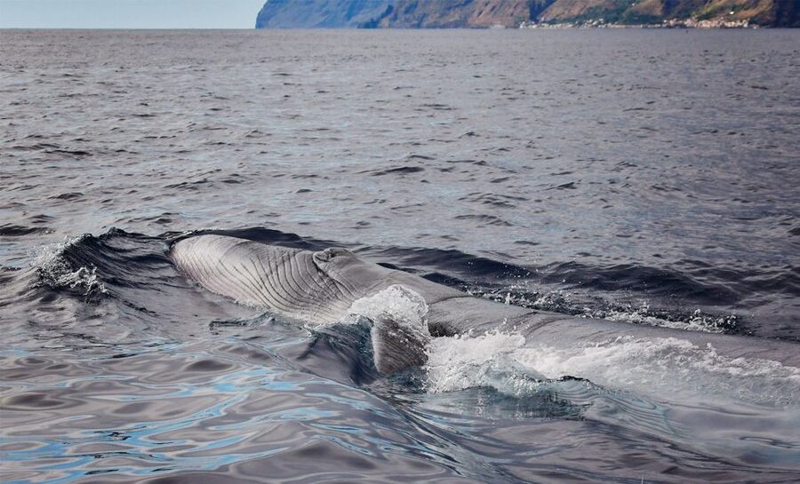 From Calheta: Madeira Whale and Dolphin Watching Boat Tour - Key points at a glance