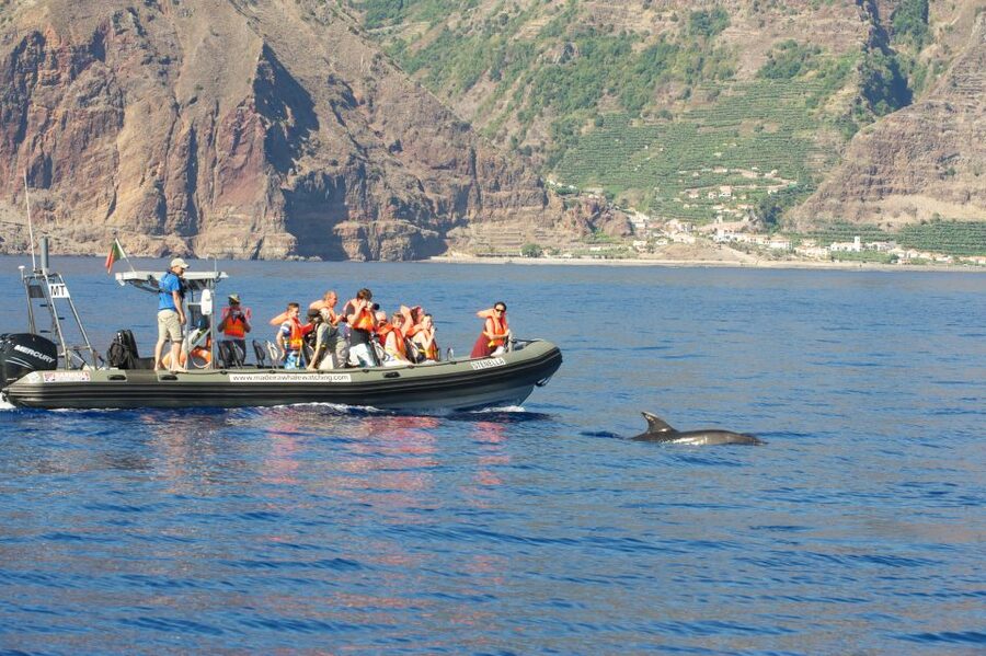 From Calheta: Madeira Whale and Dolphin Watching Boat Tour - Leaving from Calheta Marina between two restaurants