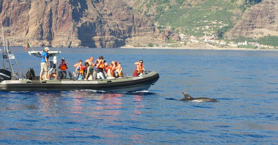 From Calheta: Madeira Whale and Dolphin Watching Boat Tour - The wildlife you might see near Madeira