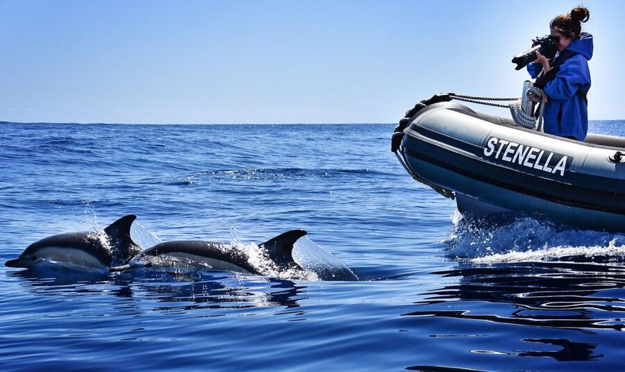 From Calheta: Madeira Whale and Dolphin Watching Boat Tour - Guides who explain more than the animal names